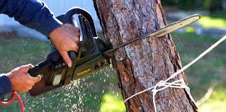 Best Tree Risk Assessment  in Ogden, UT