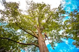 Best Leaf Removal  in Ogden, UT