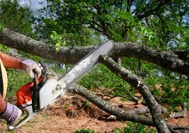 Best Tree Preservation Services  in Ogden, UT