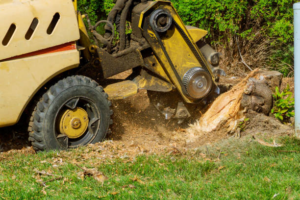 Best Tree Removal  in Ogden, UT