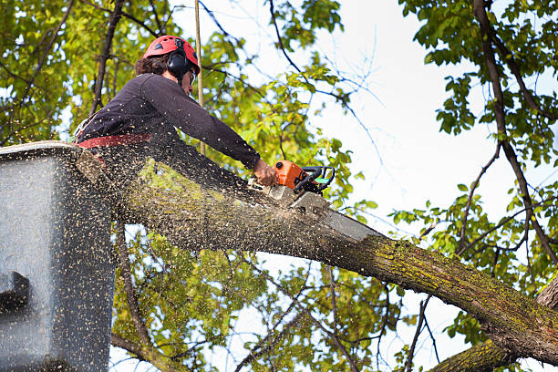 Best Hazardous Tree Removal  in Ogden, UT